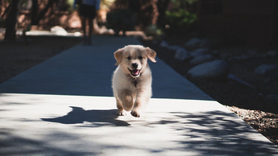 when-can-golden-retriever-puppies-go-up-and-down-stairs-explained