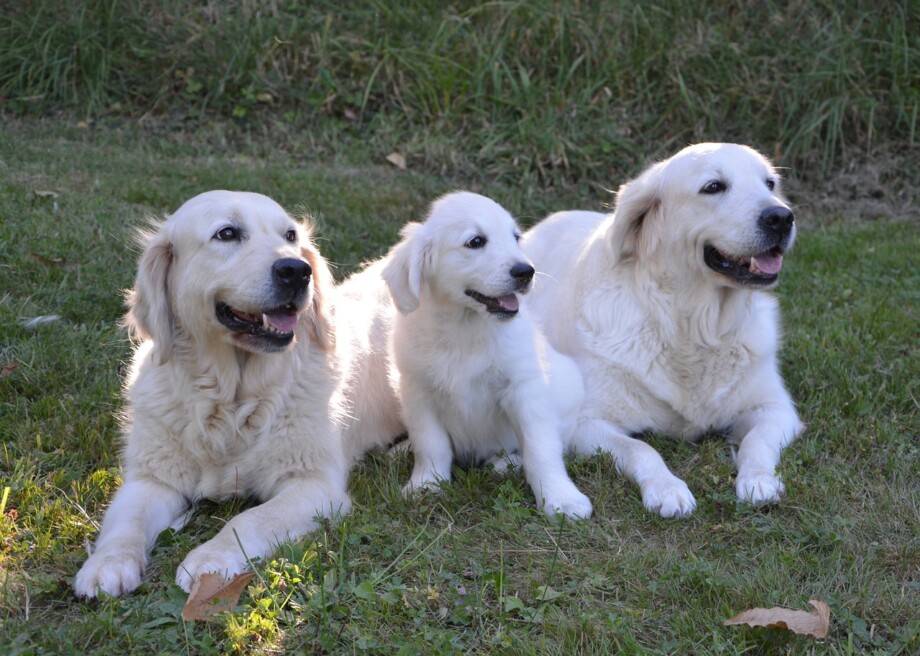 Do Golden Retriever Puppies Shed? (+ What NOT to Do) - Retrievers Geek