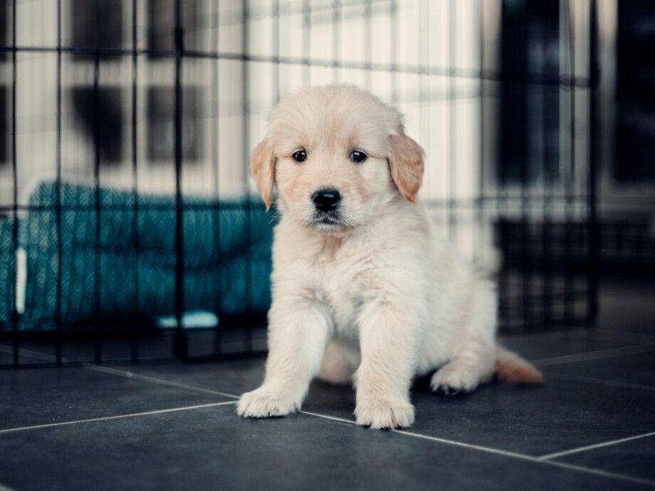 why-does-my-golden-retriever-puppy-have-diarrhea-at-night-11