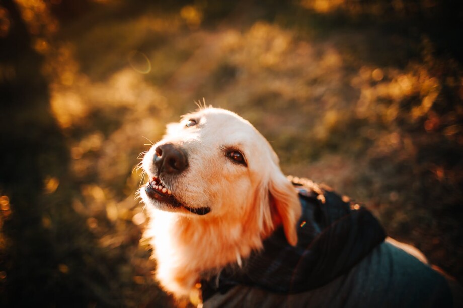 Golden Retriever Snarling: Here’s Why and What to Do! - Retrievers Geek